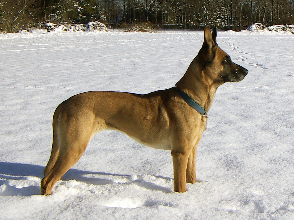 Ein Belgischer Malinois steht aufmerksam im Freien