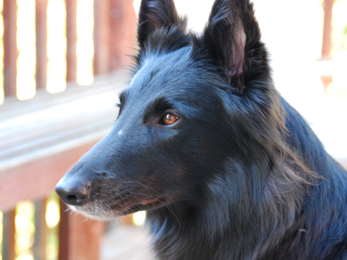 Belgischer Schäferhund Groenendael mit langem, einfarbig schwarzem Fell