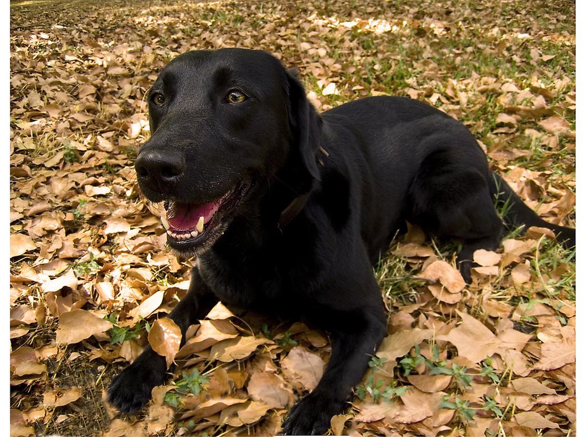 Labrador Retriever, eine der meistregistrierten Rassen beim VDH