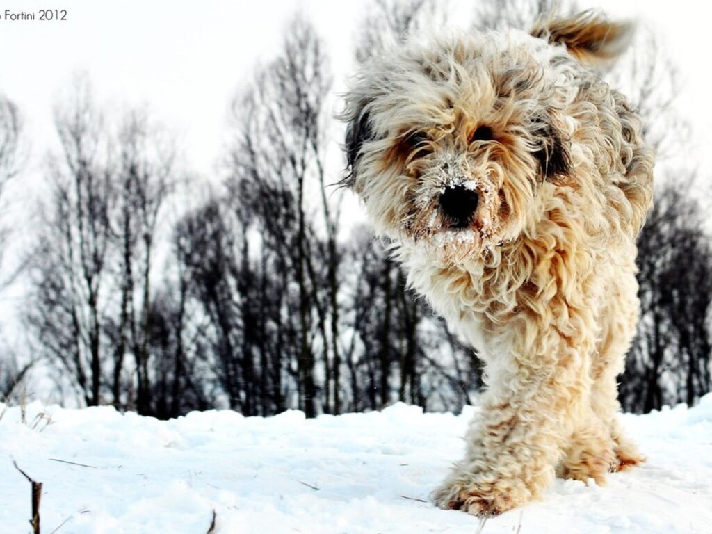 Junger Bergamasker Hirtenhund mit noch lockigem, nicht verfilztem Fell im Schnee