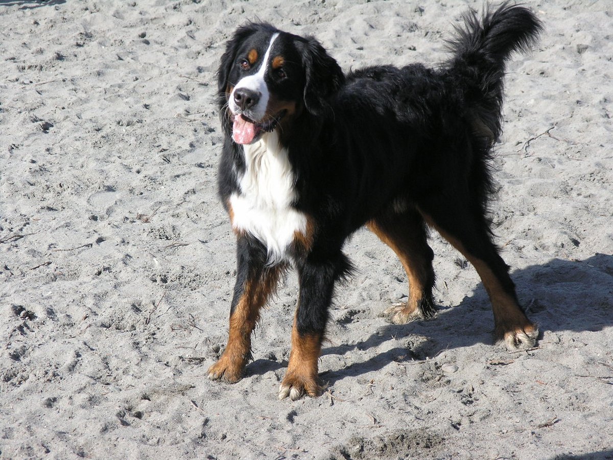 Ausgewachsener Berner Sennenhund