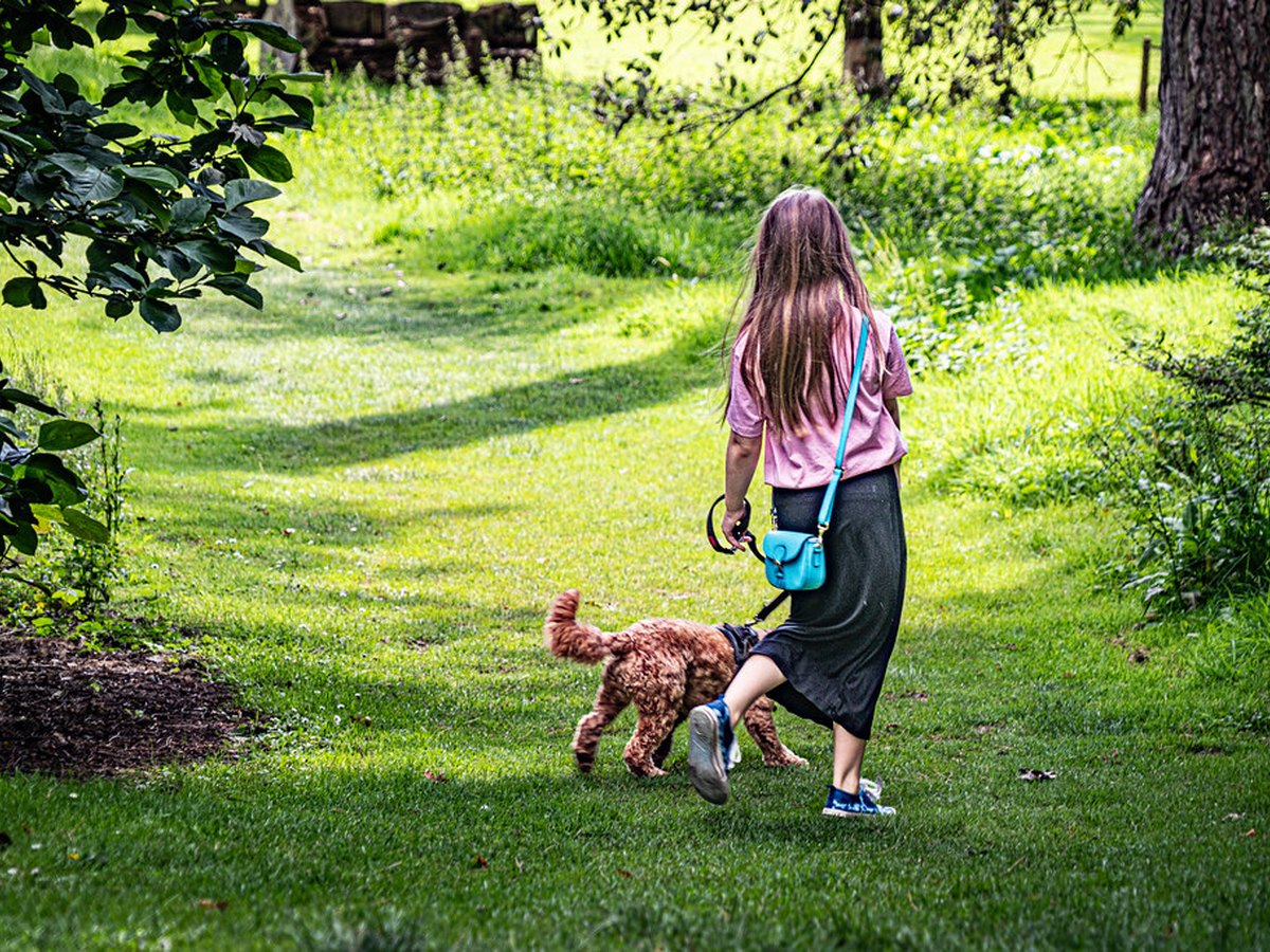 Langhaariger Hund wird gebürstet