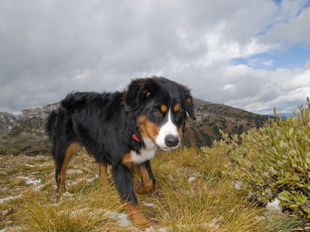 Welpe eines Berner Sennenhunds