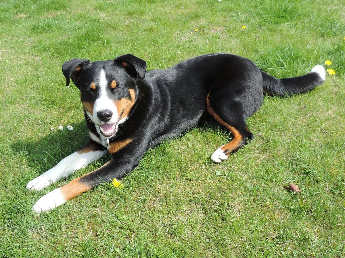 Appenzeller Sennenhund steht aufmerksam auf einer Wiese