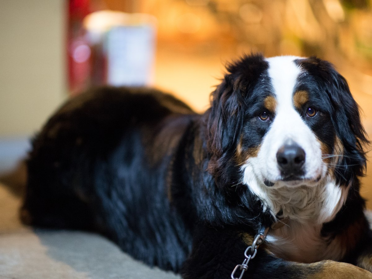Berner Sennenhund liegt im Gras