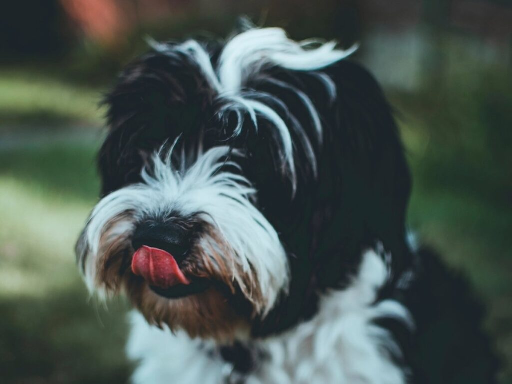 Hund leckt sich über die Nase, ein typisches Beschwichtigungssignal
