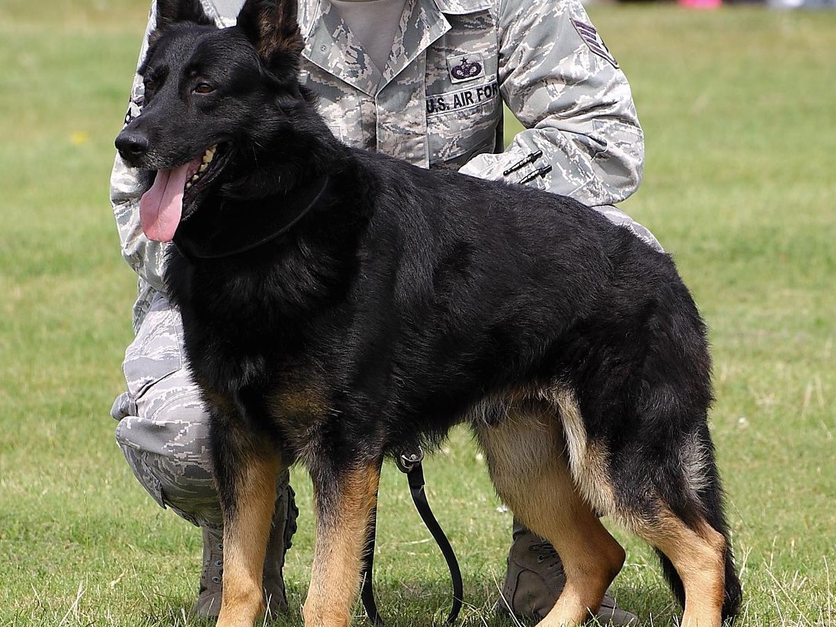 Deutscher Schäferhund in der Standardfarbe Schwarz-Braun
