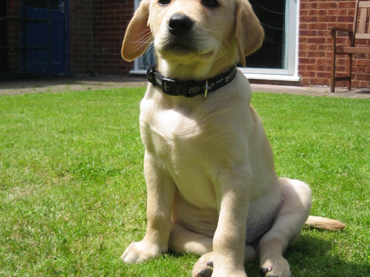 Gelber Labrador Retriever Welpe mit cremefarbenem Fell