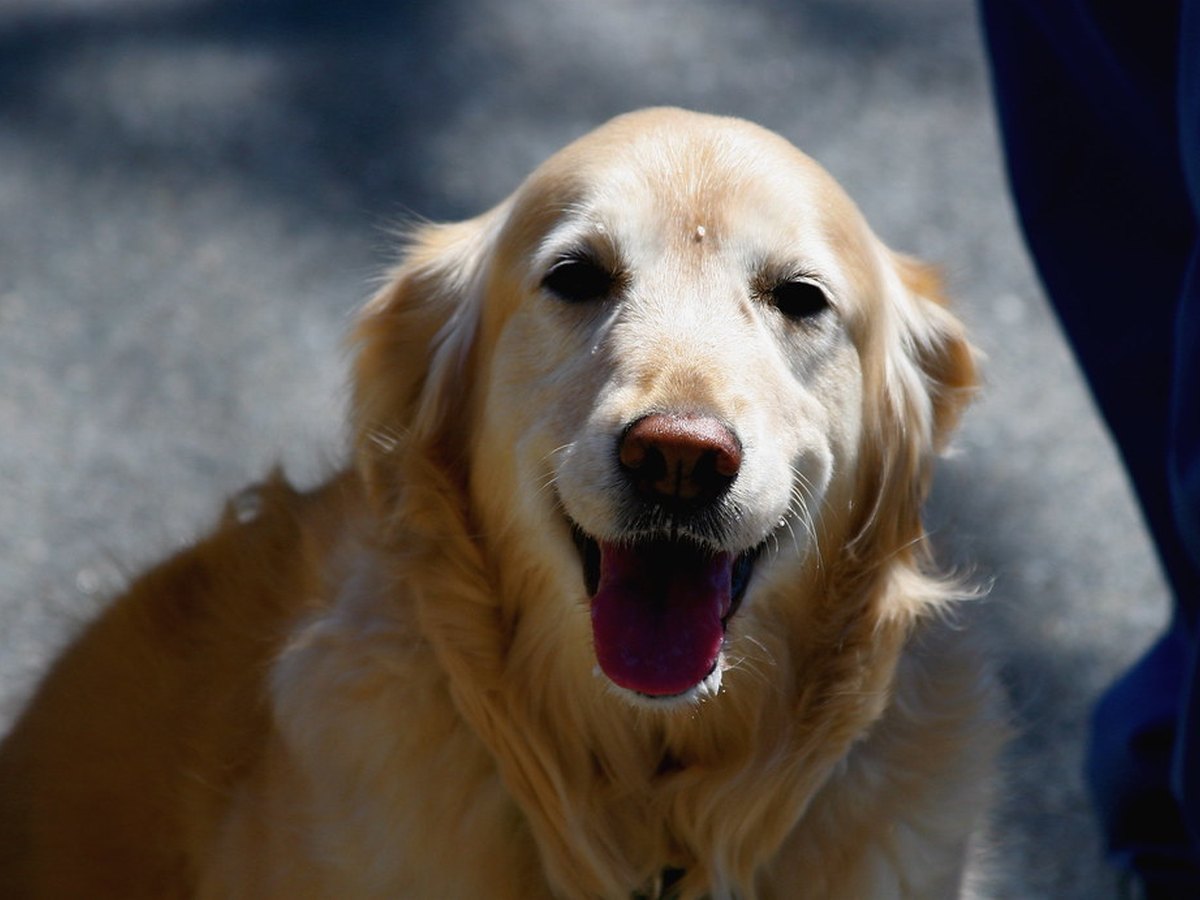 Golden Retriever mit hellem, goldblondem Fell im Freien