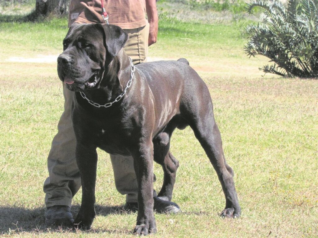 Kräftiger Boerboel steht wachsam im Garten