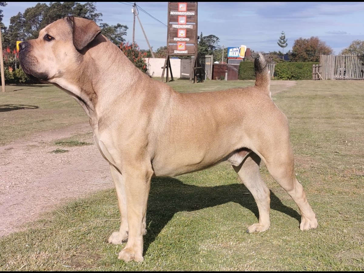 Boerboel als Wachhund auf einem Hof
