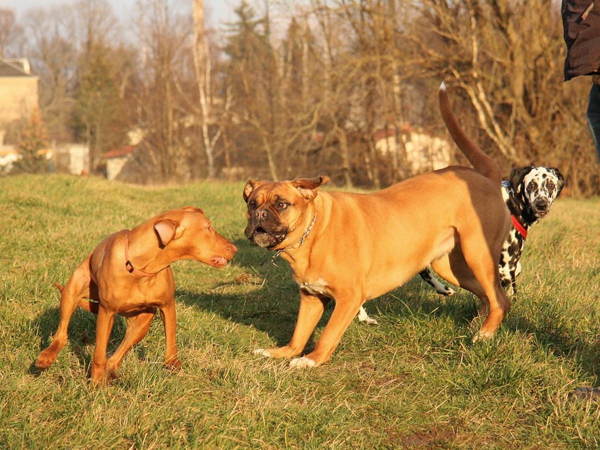 Ausgewachsene Bordeauxdogge mit massivem Kopf