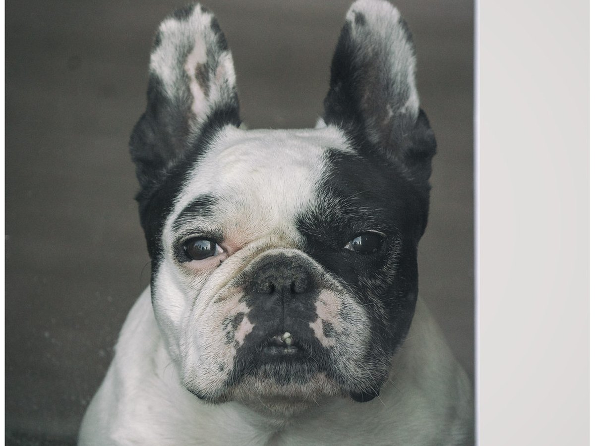 Kopf einer Englischen Bulldogge