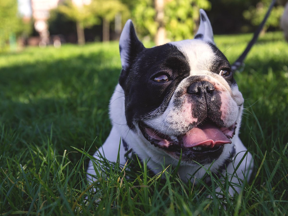Liegende Bulldogge