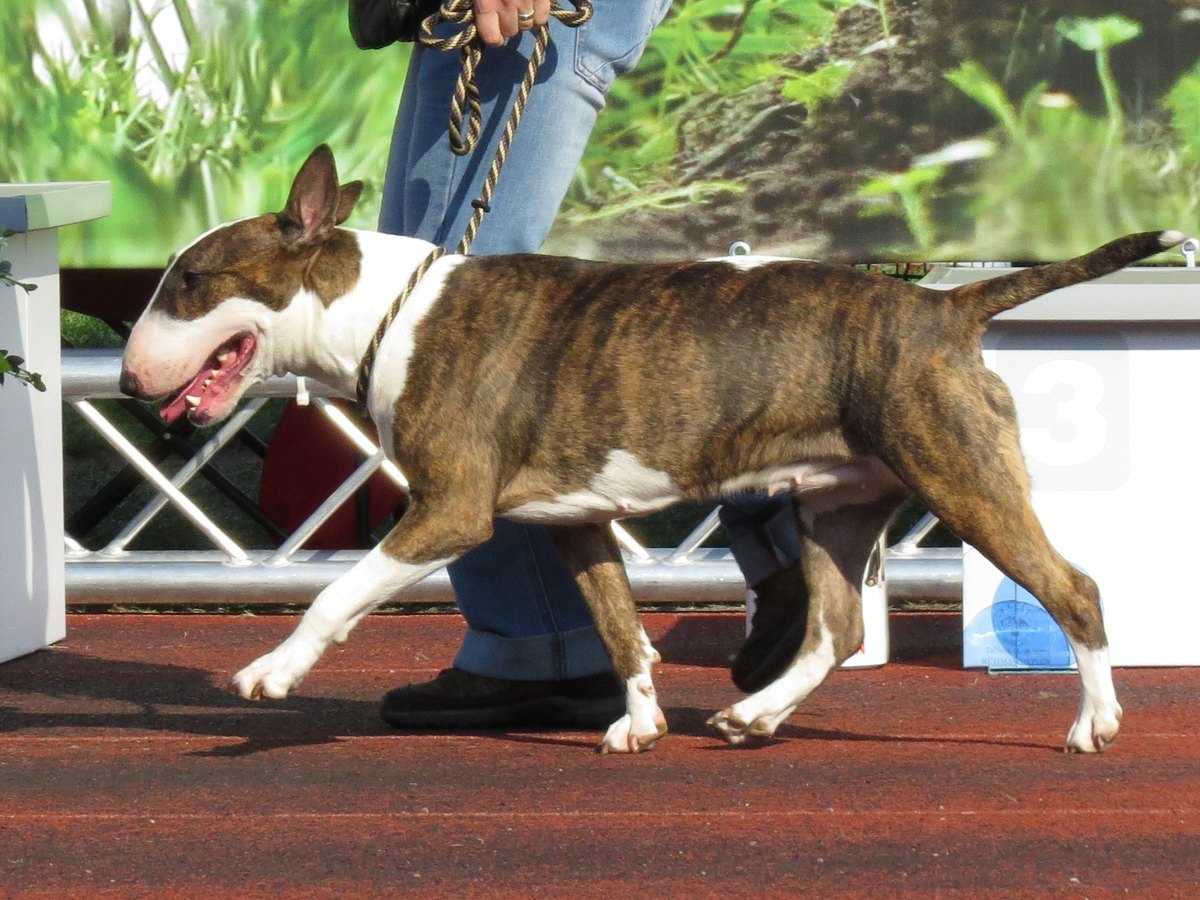 Bullterrier im Profil mit eiförmigem Kopf