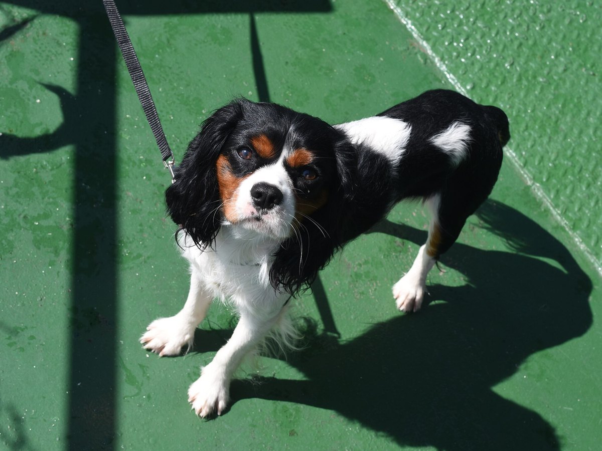 Erwachsener Cavalier King Charles Spaniel im Porträt