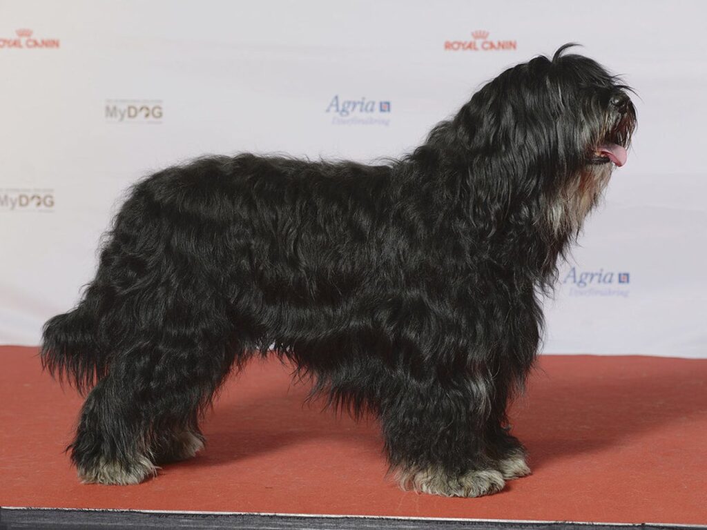 Chinesischer Schopfhund der haarlosen Varietät