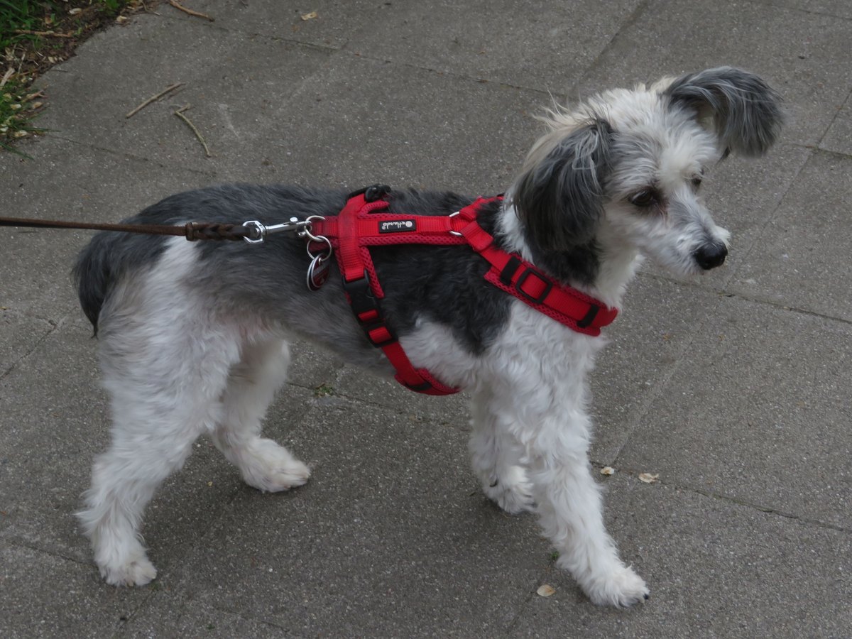 Chinesischer Schopfhund vom Typ Powder Puff