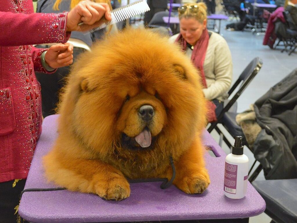 Chow-Chow bei der Fellpflege vor einer Hundeausstellung