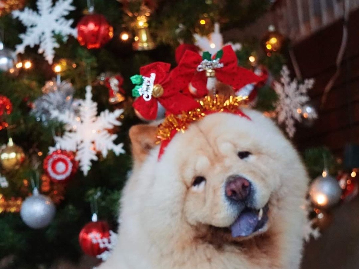 Chow-Chow mit bläulich-schwarzer Zunge