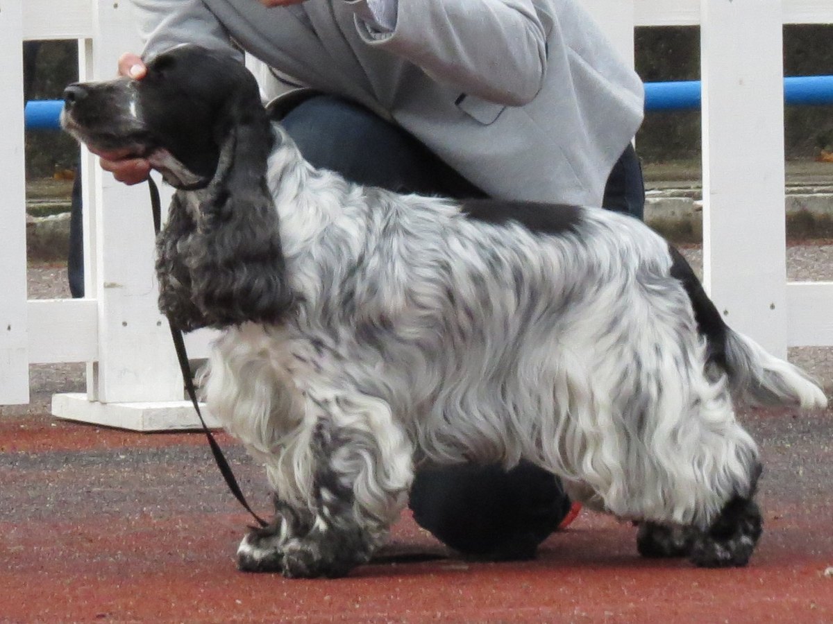 Ausgewachsener Cocker Spaniel