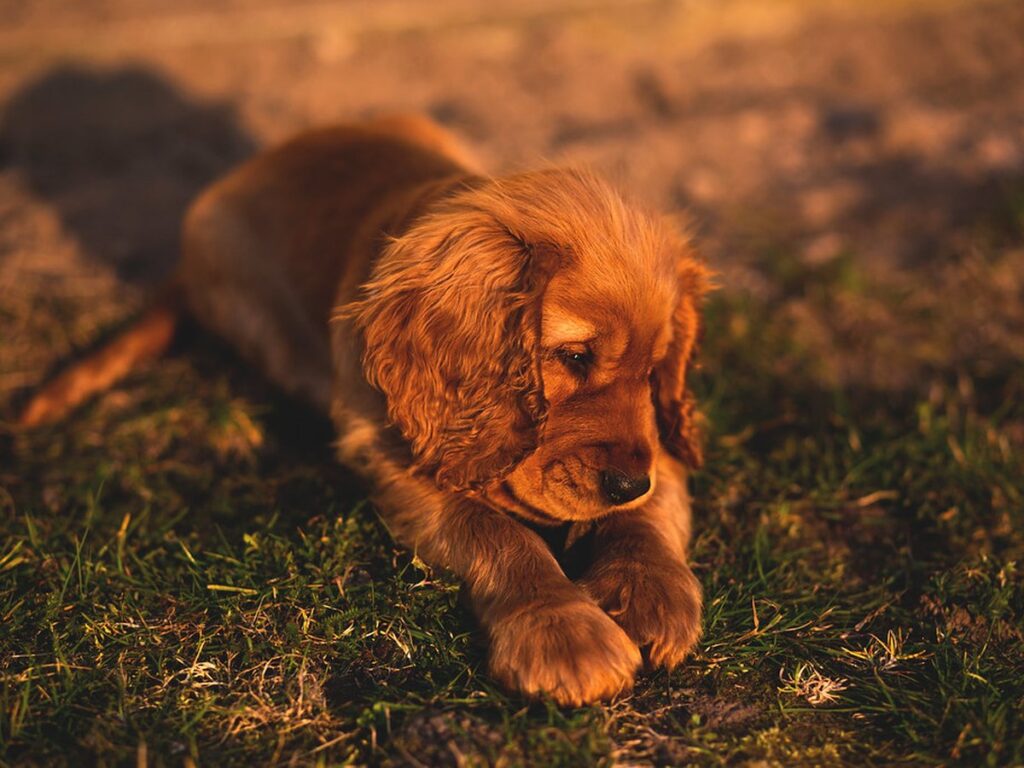 Cocker Spaniel Welpe