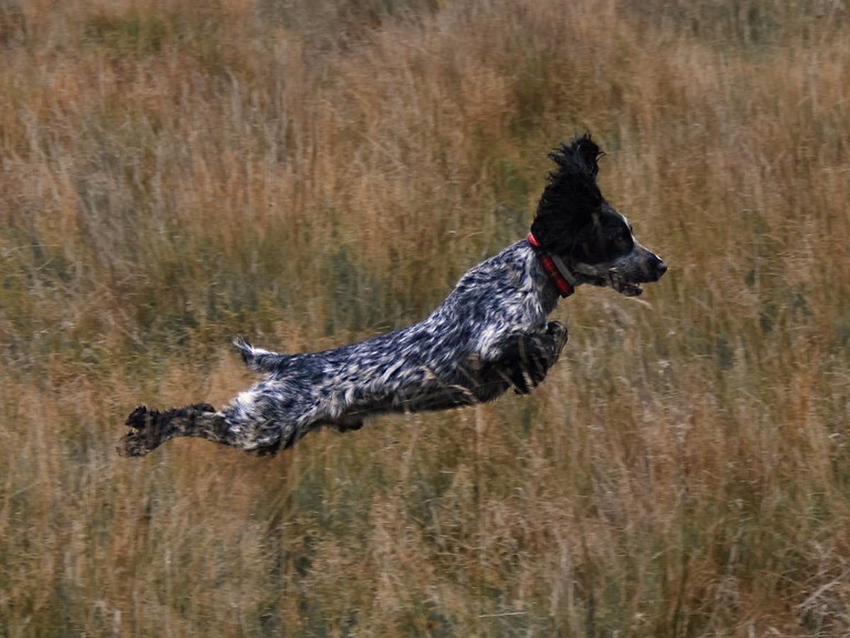 Hängeohren eines Spaniels