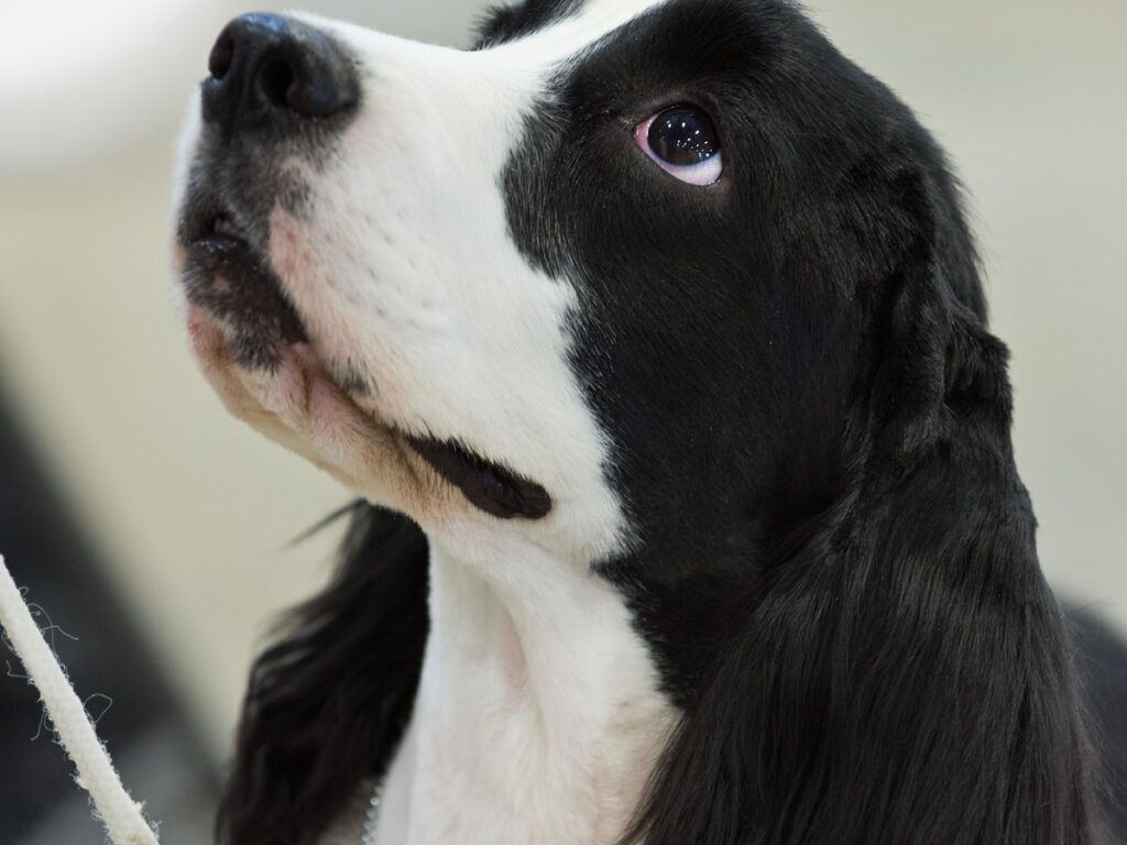 English Cocker Spaniel mit schwarz-weißem Fell und langen Ohren an der Leine