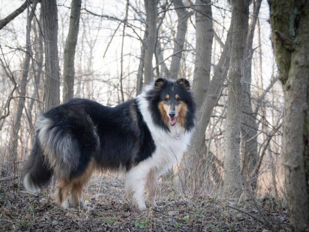 Rough Collie stehend im Freien