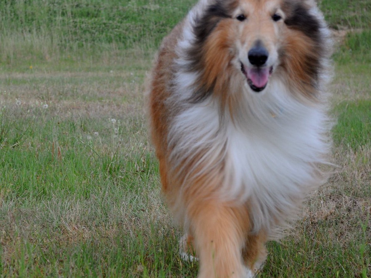 Collie im Porträt