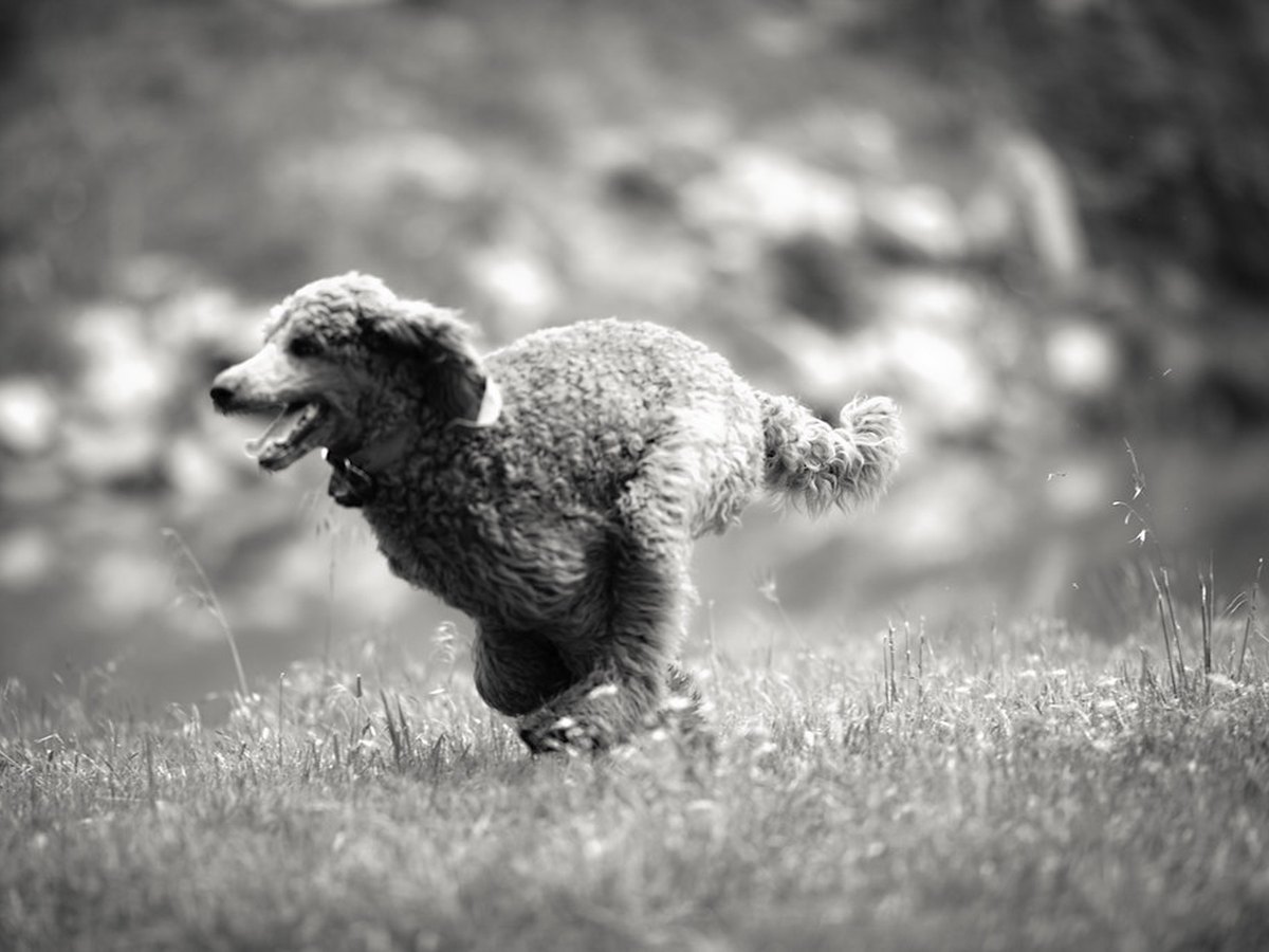 Welpe läuft über eine Wiese