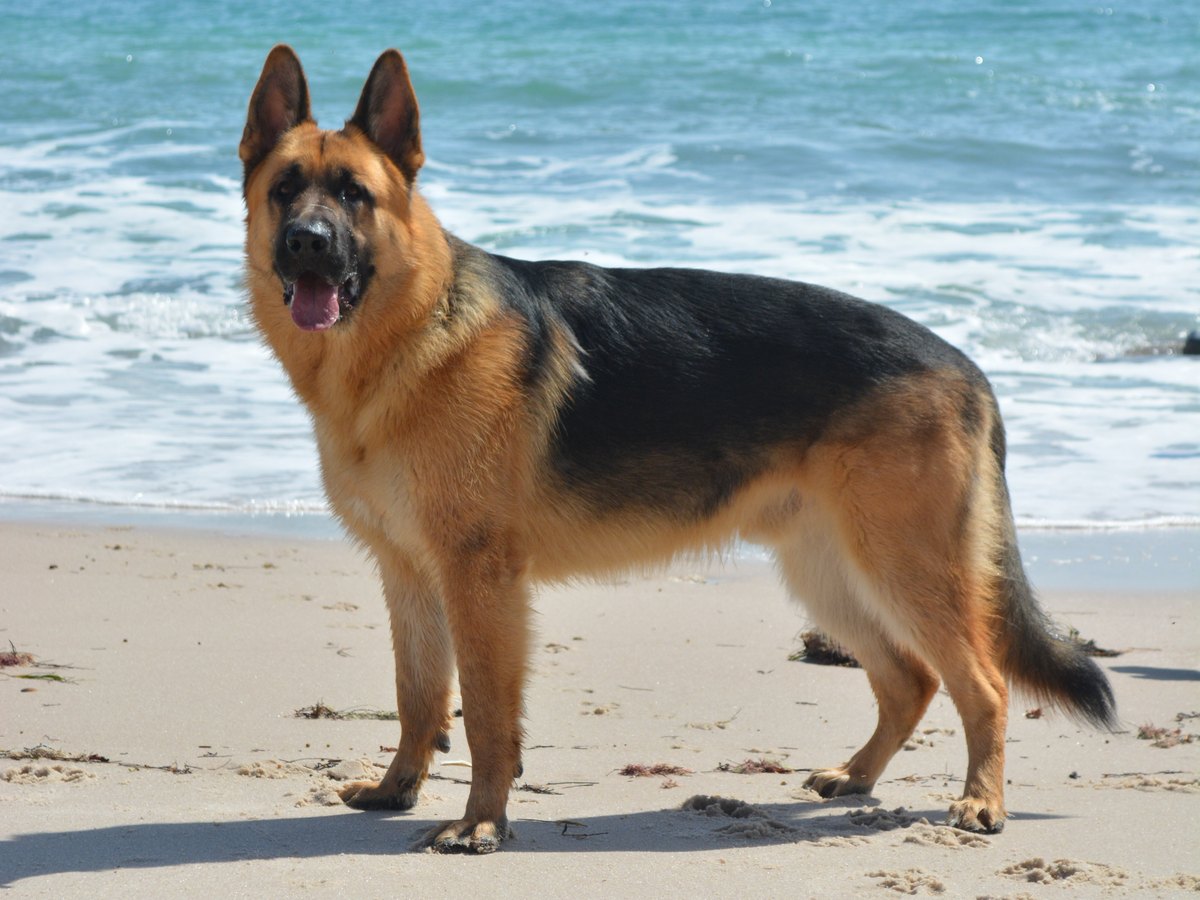 Ausgewachsener Deutscher Schäferhund steht am Strand