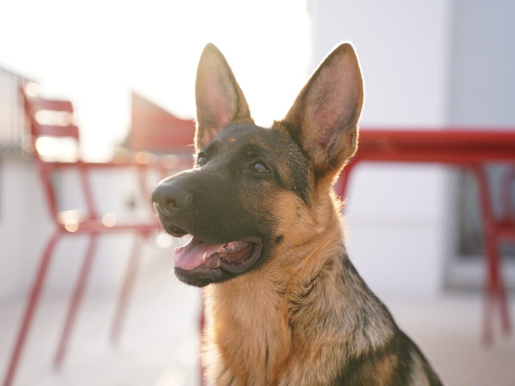Junger Deutscher Schäferhund im Porträt