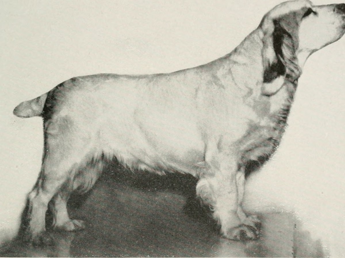 English Cocker Spaniel mit langen Schlappohren