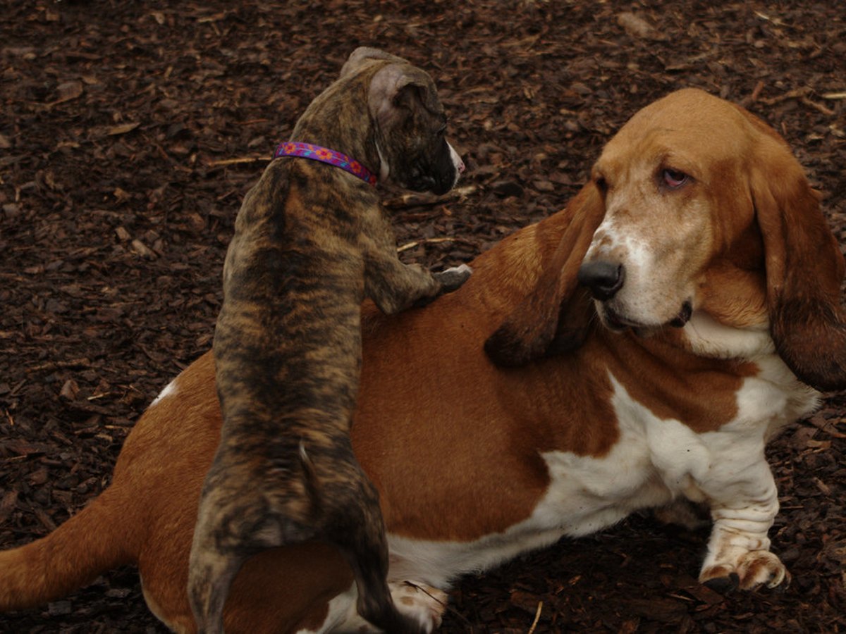 Ein Basset Hound liegt entspannt in der Wohnung