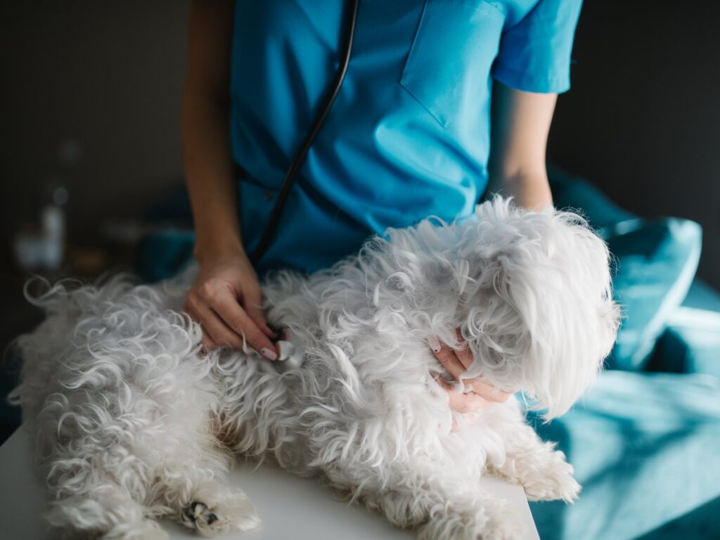 Tierärztin untersucht einen Hund auf dem Behandlungstisch