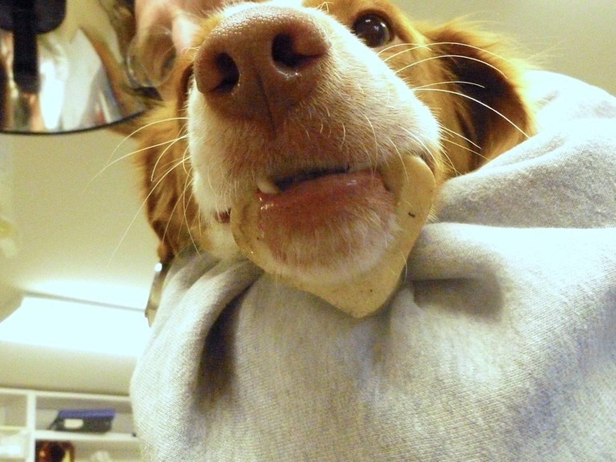 Kleiner Hund wird in einer Tierarztpraxis untersucht