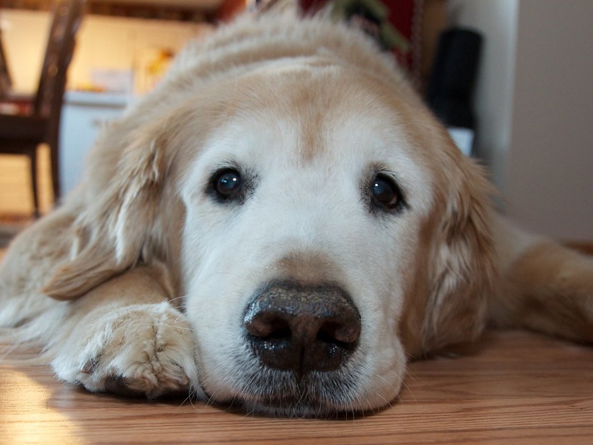 Golden Retriever, eine vom VDH genannte Familienhunderasse