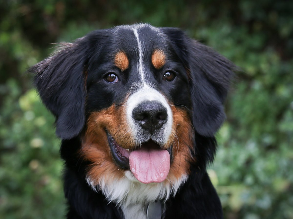 Ein Berner Sennenhund liegt entspannt bei einer Familie