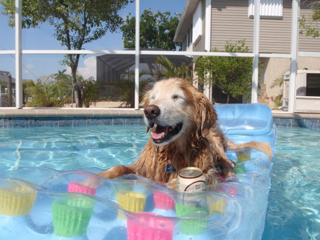 Golden Retriever, ein großer Familienhund
