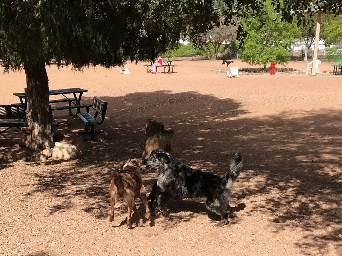 Sechs Australian Shepherds in verschiedenen Merle-Farben mit einem kleinen Hund in der Gruppe