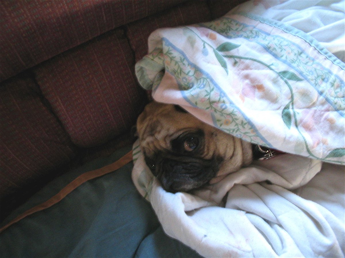 Ein Mops liegt ruhig auf einer Decke