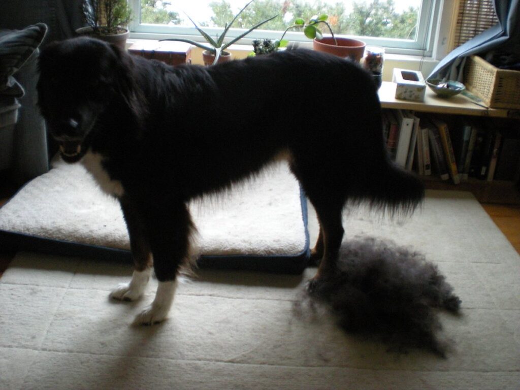 Hund neben einem Haufen ausgebürsteten Fells