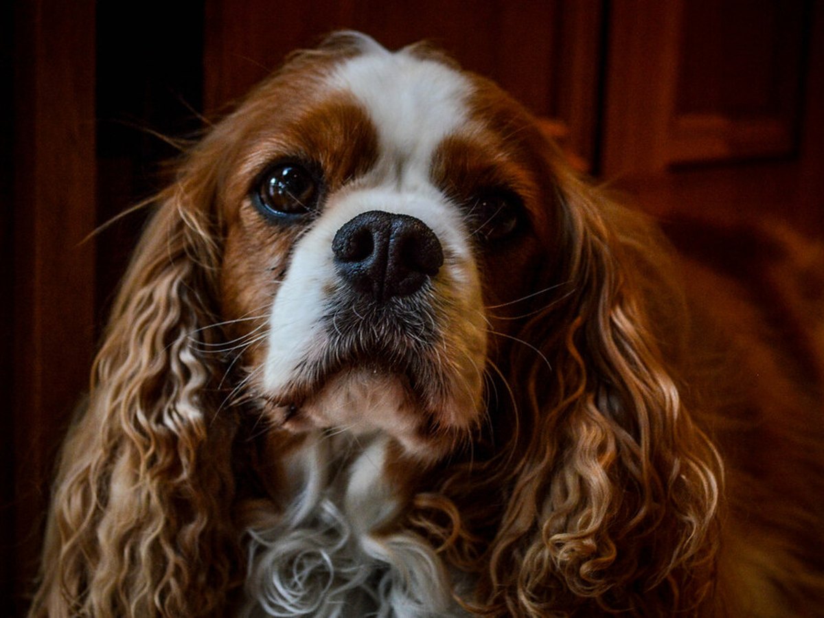 Hund im Porträt mit dichtem Fell