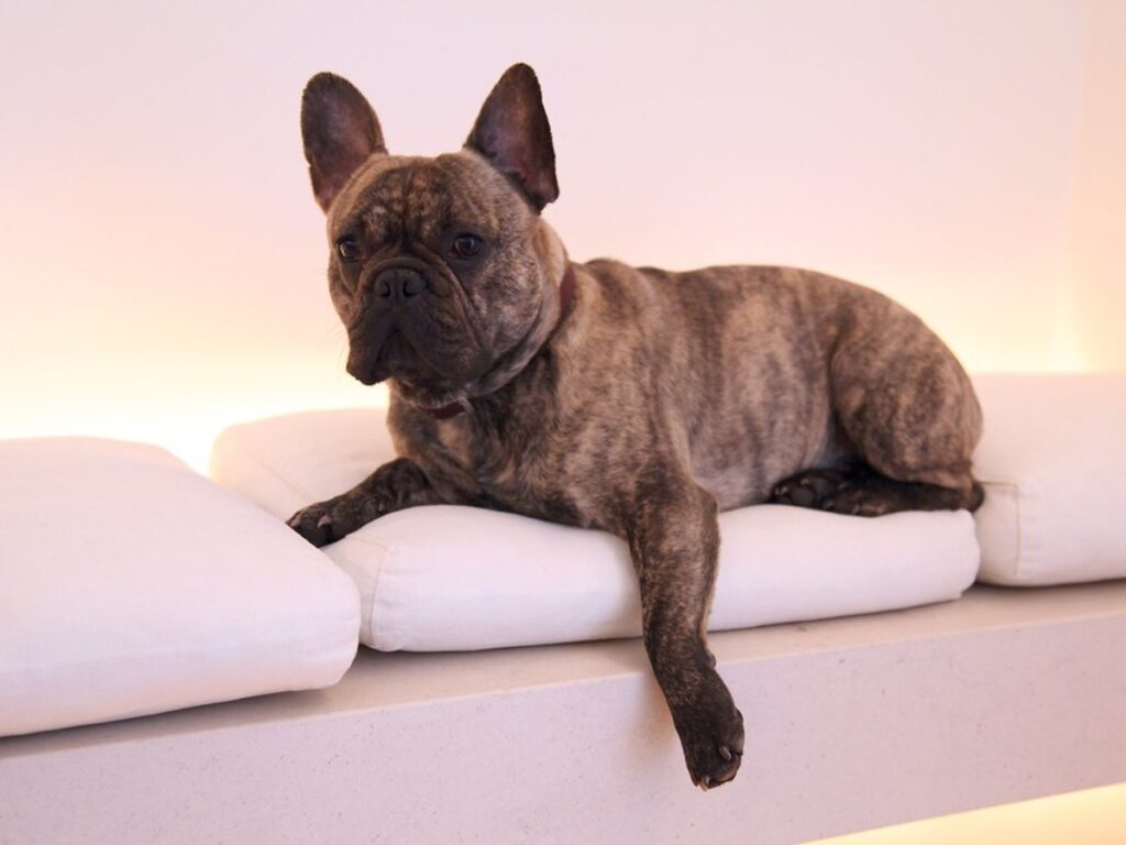 Französische Bulldogge mit typischen Fledermausohren