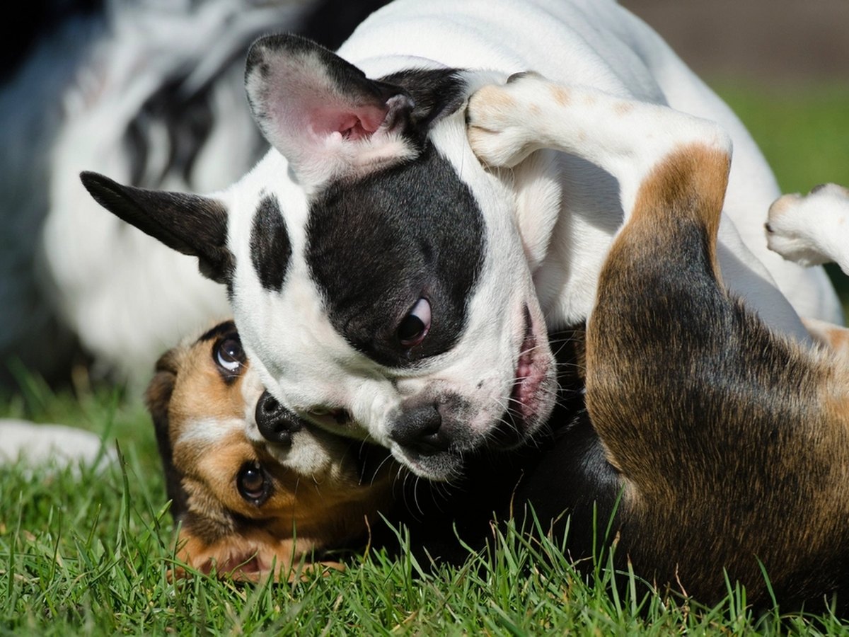 Französische Bulldogge beim Spielen im Park