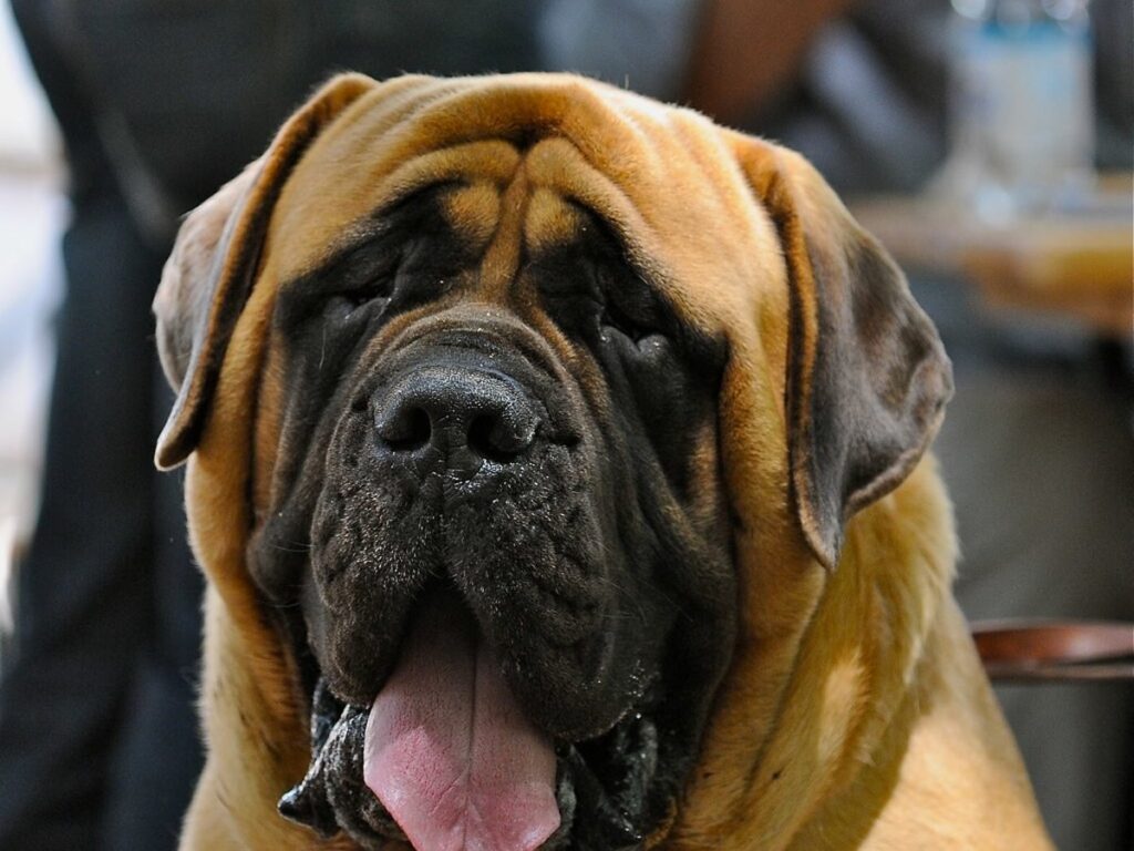 Großer Hund auf einer Wiese