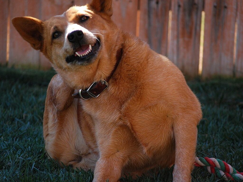 Hund kratzt sich wegen juckender Haut