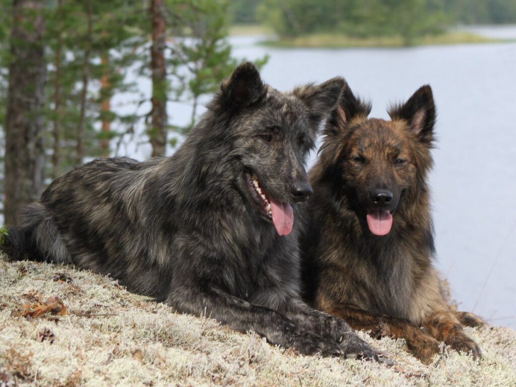 Holländischer Schäferhund mit gestromtem Fell