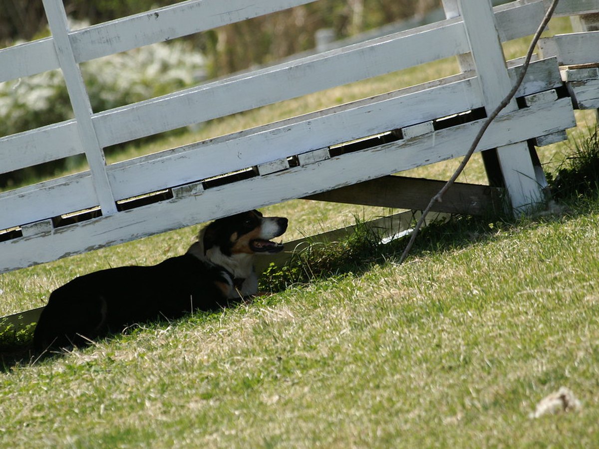 Ein Hütehund läuft an der Leine über ein Feld